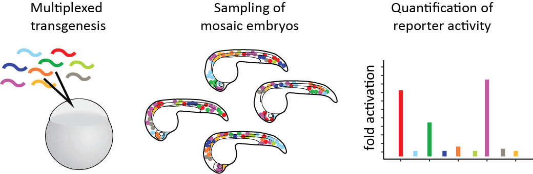 Workflow for our parallel reporter assay.