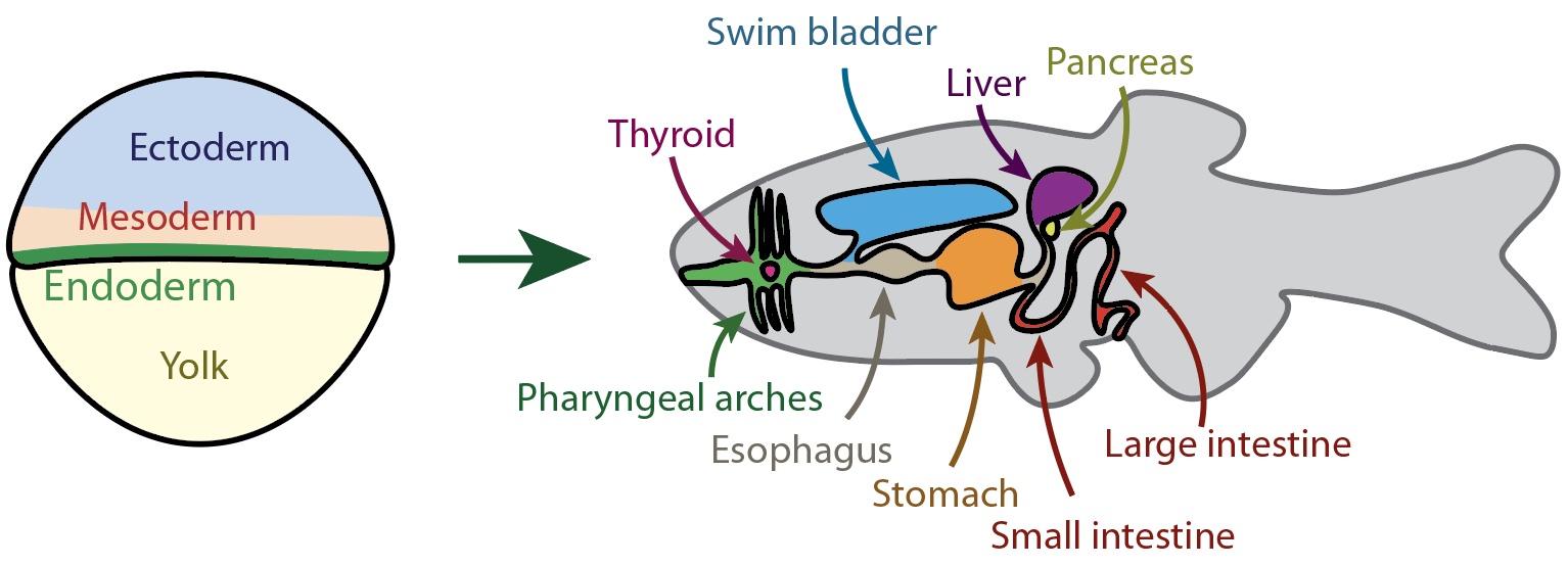 Schematic of endoderm and its adult derivatives