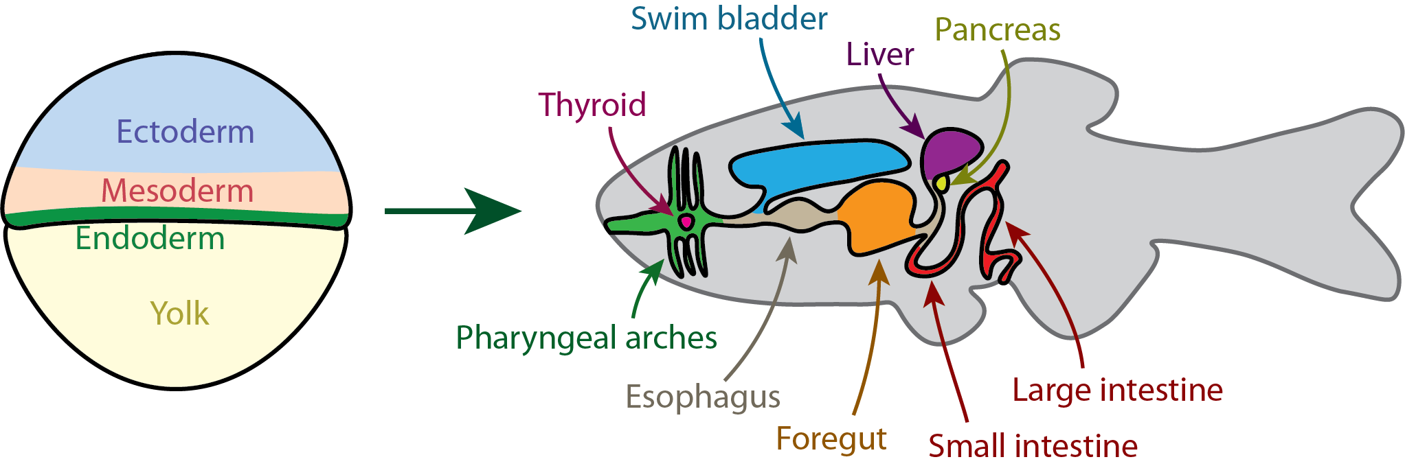 Schematic of endoderm and its adult derivatives