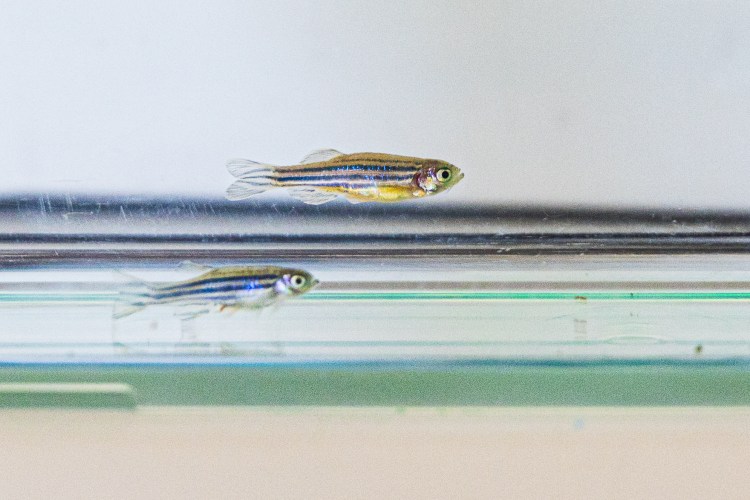 Materna lab zebrafish