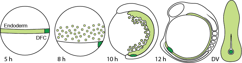Schematic of endoderm and dorsal forerunner cell migration during early zebrafish development