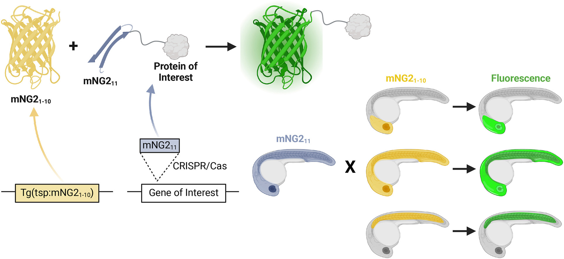 fluorescent labeling with split fluorescent proteins